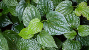 chữa thoái hoá xương khớp