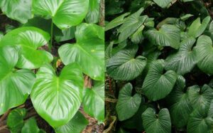 chữa thoái hoá xương khớp