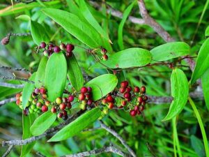 chữa thoát vị đĩa đệm