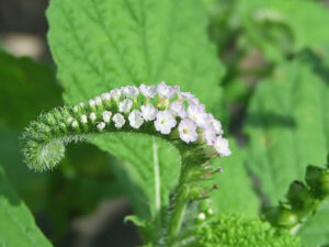 chữa thoát vị đĩa đệm